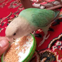 طوطی برزیلی گمشده