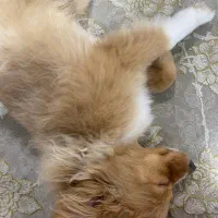 سگ میکس پامرین|سگ|اسلامشهر, شهرک واوان|دیوار