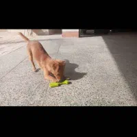 سگ نژاد دار|سگ|قزوین, |دیوار