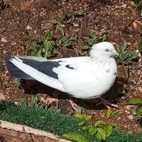 کبوتر دمبی ماده