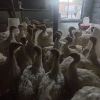 فروش جوجه بوقلمون بیوتی ۴۰روزه وزن ۲ کیلو|حیوانات مزرعه|گلی داغ, |دیوار