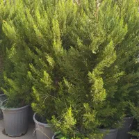 کاشت گل و درخت باغی|خدمات باغبانی و درختکاری|اصفهان, زاجان|دیوار