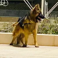 سگ ژرمن شپر کلاس A|سگ|کرمان, |دیوار