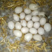 تخم اردک اسرائیلی
