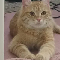 گربه