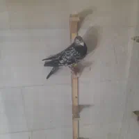 کفتر شهرستانی