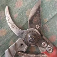 قیچی درخت