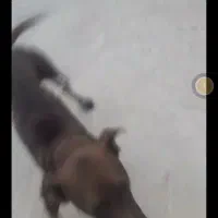 سگ دملانی یاشکاری