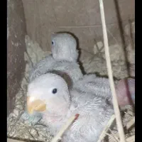 عروس هلندی و طوطی برزیلی روی جوجه و تخم همه ضمانتی|پرنده|سیرجان, |دیوار