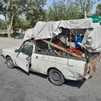 پیکان وانت ۸۱|خودرو سواری و وانت|تهران, شکوفه (عبدل آباد)|دیوار