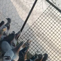 ۴۰ عدد پیازی غوره ای گوره ای خطی|پرنده|برازجان, |دیوار