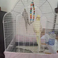 طوطی عروس هلندی