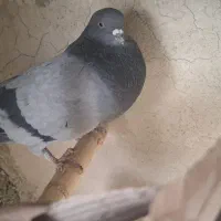 کفتر|پرنده|تهران, جوانمردان (اندیشه)|دیوار