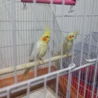 عروس هلندی مولد