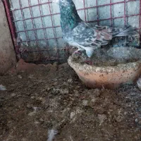 کبوترای پرشی خوش سو بپر ساعتی|پرنده|ساری, |دیوار