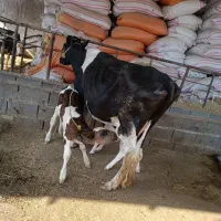 گاو هلشتاین باگوساله نر 6کیلوشیر