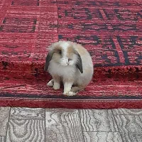 خرگوش لپ اروم دستی|موش و خرگوش|لنگرود, |دیوار