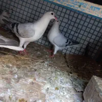 کبوتر طوقی ،یهودی ،افغان و طوطی برزیلی|پرنده|پاکدشت, خاتون آباد|دیوار