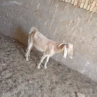 سلام کولار دورگ سانن