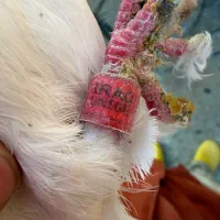 شامی مسافتی سفید|پرنده|سهند, |دیوار