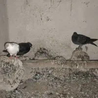 فروش ۱۵ عدد کبوتر خوب جفت ۳۰۰ تومان|پرنده|کاکی, |دیوار
