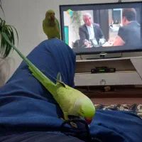 طوطی ملنگو سخنگو|پرنده|طبقده, |دیوار