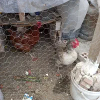 دو عدد مرغ