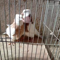 کبوتر|پرنده|نجف‌آباد, دلگشا|دیوار