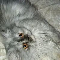 گربه پرشین