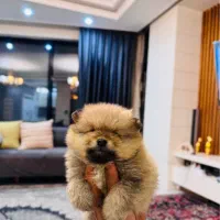 پامرین|سگ|شهرکرد, |دیوار