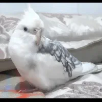 عروس هلندی گمشده سفید دستی محدوده برازنده الهیه|حیوانات|اصفهان, الهیه|دیوار