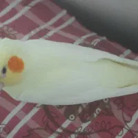 عروس هلندی  نر دستی  فروش به علت  نداشتن جا