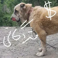 سگ ماده آلابای گمشده در خوشنام فردیس