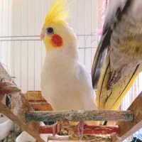 عروس هلندی بالغ