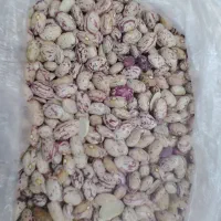لوبیا چیتی