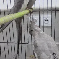 طوطی عروس هلندی مولد همه رنگ|پرنده|تالش, هشتپر|دیوار