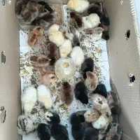 جوجه محلی کاکلی گردن لخت موجود برای فروش