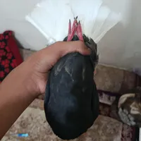 اشعل معاوضه با طوقی هفت رنگ|پرنده|گتوند, |دیوار