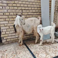 بز ماده