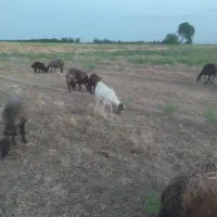 یک عدد بزغاله نر چاق