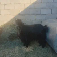 فروشگوسفندنرفقطگوشتی|حیوانات مزرعه|فهرج, |دیوار