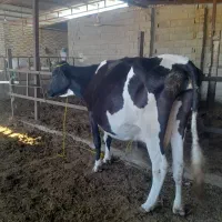 گاوهلشتاین ابستن سنگین ۱۶روزمانده برای زایمان|حیوانات مزرعه|گنبد کاووس, |دیوار