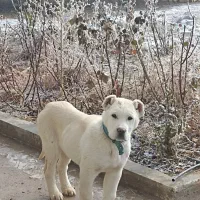 آلابای روس|سگ|فرخ‌شهر, |دیوار