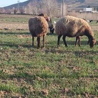 میش|حیوانات مزرعه|بیرانوند, |دیوار