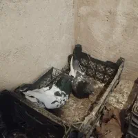 کفتر سرحال جفت