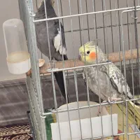 پرنده|پرنده|زنجان, |دیوار