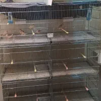 فنچ کینگ اروپایی وقفس هشت خوان اردشیرنو