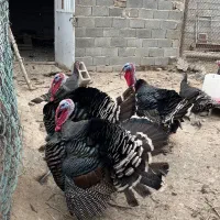 بوقلمون نر و ماده|حیوانات مزرعه|هشتگرد, تهران دشت|دیوار