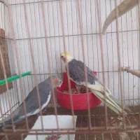 عروس|پرنده|چهاربرج, |دیوار