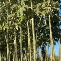 نهال های اصلاح شده ممتاز و شناسنامه دار|خدمات باغبانی و درختکاری|گرگان, |دیوار